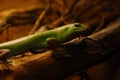 Close-up of a slit lizard on a tree. Royalty Free Stock Photo