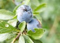 Close-up of sloes growing on a blackthorn bush (prunus spinosa) Royalty Free Stock Photo