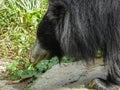 Close-up of a sloth bear wandering around the grass in a Philadelphia Zoo