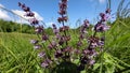 Close up slow motion shot of a couple of field flowers