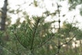 Close up slow moving shot of pine tree`s needles - Green forest of Baltic country Latvia