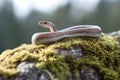 close-up of a slow worm basking on a rock
