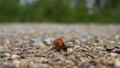 Slug or Pneumostome Close Up on Blurred Gravel Path Background Royalty Free Stock Photo