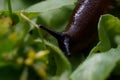 Close-up of a slug moving through grass