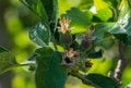 Close-up of small apples growing on apple tree Reineta variety fruit tree.