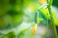 Close-up of small baby young tasty juicy green fresh gherkin cucumber growing in vegetable garden farm greenhouse on Royalty Free Stock Photo