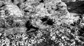 Black and white, stones, pebbles on the beach