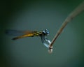Close up of small beautiful dragonfly Royalty Free Stock Photo