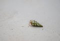 Close-up of a small beautiful hermit crab on the fine sand in the soft morning sunlight. Royalty Free Stock Photo