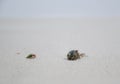 Close-up of a small beautiful hermit crab on the fine sand in the soft morning sunlight. Royalty Free Stock Photo