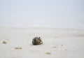 Close-up of a small beautiful hermit crab on the fine sand in the soft morning sunlight. Royalty Free Stock Photo