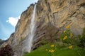 Close up small beautiful yellow flowers in public park on blurred big waterfall with blue sky background Royalty Free Stock Photo