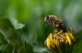 Close-up of a small bee emerging from a half-closed dandelion flower. A green meadow can be seen in the background. There is space Royalty Free Stock Photo