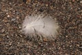 Close up of small bird feather on black volcanic sand background. Fine fluff at end of the quill. Snow white feather. Best concept