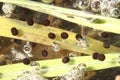 American Bullfrog eggs close-up. Royalty Free Stock Photo