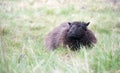 Close-up of a small black sheep hiding in tall grass. The animal is a Heidschnucke, a typical German breed Royalty Free Stock Photo