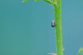 treehopper