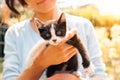 Close-up of small black and white cat (kitten) in female hands Royalty Free Stock Photo