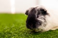 Small black and white guinea pig Royalty Free Stock Photo