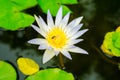 Close up small blooming white lotus in the pond with aphid on carpel