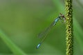 Close up of a small blue dragonfly hanging on a plant and devouring a captured small animal Royalty Free Stock Photo