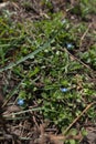 Close up of small blue flowers of Grey Field speedwell Royalty Free Stock Photo