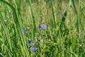 A close up of small blue flowers of Veronica chamaedrys (the germander speedwell, bird`s-eye speedwell, or cat`s eyes) Royalty Free Stock Photo