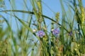 A close up of small blue flowers of Veronica chamaedrys (the germander speedwell, bird`s-eye speedwell) Royalty Free Stock Photo