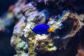 Yellowtail Damselfish or Chrysiptera parasema Royalty Free Stock Photo