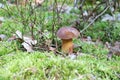 Close-up of small boletus with brown cap growing on forest floor from green moss, edible mushroom, Autumn Royalty Free Stock Photo
