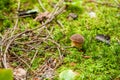 Close-up of small Boletus edulis in the shiny green moss surounded by branches and leafs. Detail of mushrooms in forest. Penny bun Royalty Free Stock Photo