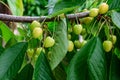 Close up of a small branch with fresh raw unripe organic sour cherries and green leaves in a tree in an orchard in a sunny summer Royalty Free Stock Photo