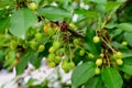 Close up of a small branch with fresh raw unripe organic sour cherries and green leaves in a tree in an orchard in a sunny summer Royalty Free Stock Photo