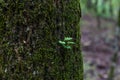 Close up small branch growing and detail of green moss on a tree trunk in the deep woods of Broken Bow Oklahoma