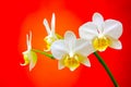 Close up of a small branch of miniature white phalaenopsis orchids on red background Royalty Free Stock Photo