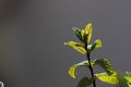 A branch of the aromatic herb known as peppermint Royalty Free Stock Photo