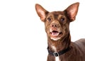 Close-up Small Breed Brown Happy Dog