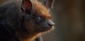 A close up of a small brown bat with big eyes Royalty Free Stock Photo