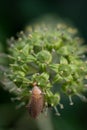 Close-up of a small brown cockroach (Ectobius) perched on an ivy flower Royalty Free Stock Photo