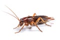 Close-up of a Brown Cricket Isolated on White Background, Generative AI Royalty Free Stock Photo