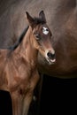 Newborn foal sticking out tongue Royalty Free Stock Photo