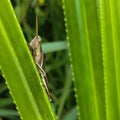 CLOSE UP OF A SMALL BROWN GRASSHOPPER PERCHED BEHIND A GREEN LEAF ON A BLURRED BACKGROUND