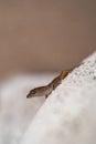 Close-up of a small brown lizard. Royalty Free Stock Photo
