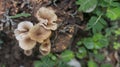 Close up of small brown mushrooms Royalty Free Stock Photo