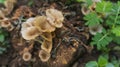 Close up of small brown mushrooms Royalty Free Stock Photo