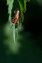Close up of a small brown soldier beetle Cantharidae perched on the edge of a leaf of a stinging nettle, against a green