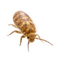 Close-up of a small brown springtail insect on a white background arthropod collembola Royalty Free Stock Photo
