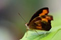 Close-up of a small brown tropical butterfly, sitting on a green leaf, against a green background with space for text Royalty Free Stock Photo