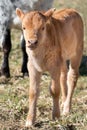 Close-up of a small brown zebu calf standing in a pasture in front of a zebu cow in the herd