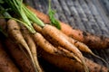 Close up of small bunch of organic carrots with large carrots on wood table background Royalty Free Stock Photo